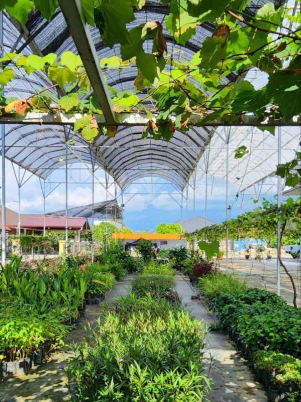 Grapevine Garden