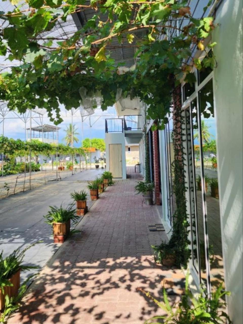 Grapevine Garden Homestay *