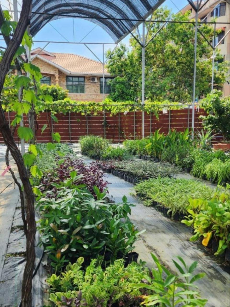 Homestay Grapevine Garden Kota Kinabalu