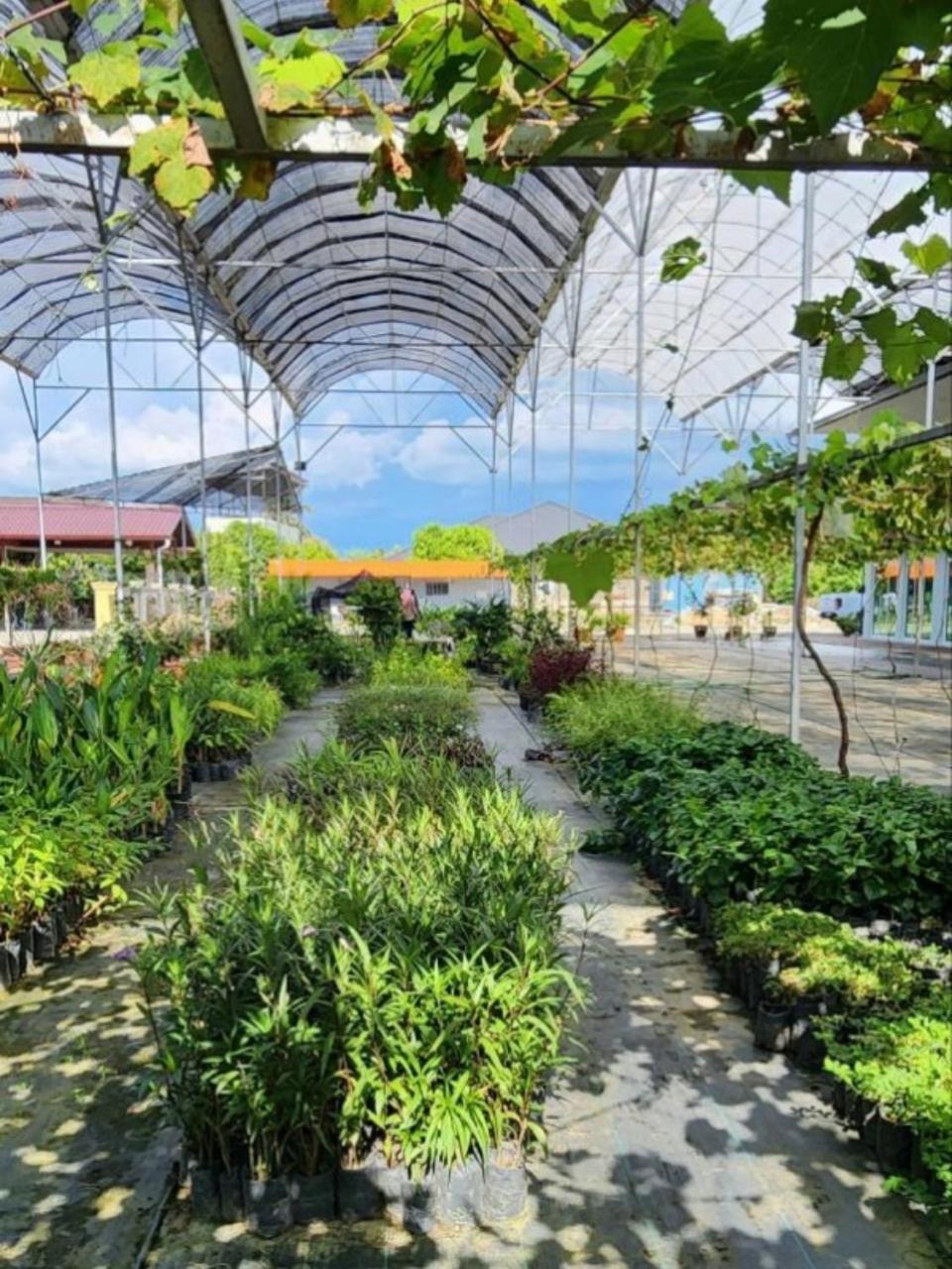 Grapevine Garden *
